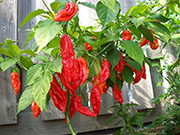 Bhut Jolokia