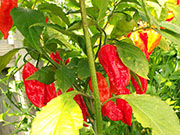 Bhut Jolokia