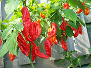 Bhut Jolokia