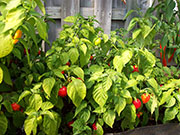 Caribbean Red