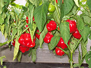 Caribbean Red