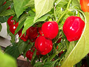 Caribbean Red
