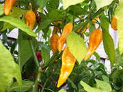 Fatalii