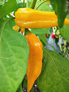 Fatalii