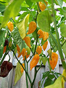 Fatalii