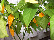 Fatalii