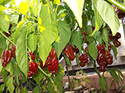 Habañero Chocolate