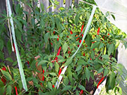 Kung Pao Hybrid