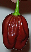 Récolte 2008