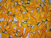 Récolte 2008
