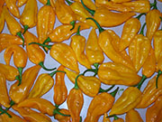 Récolte 2008