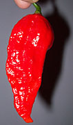 Récolte 2008