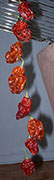 Séchage piments