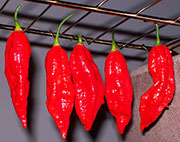 Séchage piments