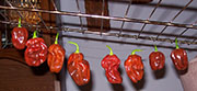 Séchage piments