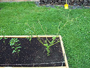Bhut Jolokia