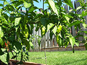 Bhut Jolokia