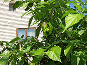 Bhut Jolokia