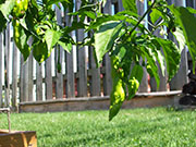Bhut Jolokia