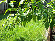 Bhut Jolokia