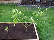 Bhut Jolokia