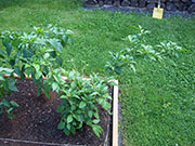 Bhut Jolokia