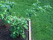 Bhut Jolokia
