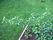 Bhut Jolokia