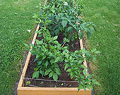 Bhut Jolokia