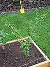 Bhut Jolokia