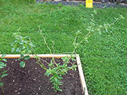 Bhut Jolokia