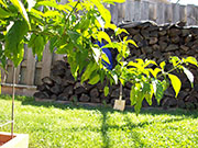 Bhut Jolokia