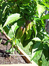 Bhut Jolokia