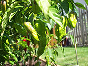Bhut Jolokia