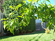 Bhut Jolokia