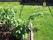 Bhut Jolokia