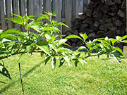 Bhut Jolokia
