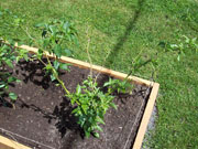 Bhut Jolokia