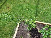 Bhut Jolokia