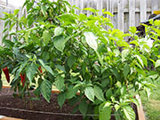 Bhut Jolokia