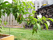 Bhut Jolokia