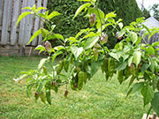 Bhut Jolokia