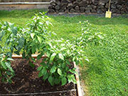 Bhut Jolokia