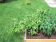 Bhut Jolokia