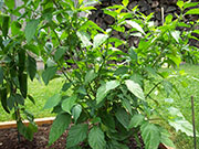 Bhut Jolokia