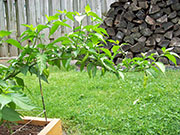 Bhut Jolokia