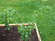 Bhut Jolokia