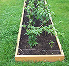 Bhut Jolokia