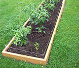 Bhut Jolokia