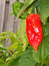 Bhut Jolokia